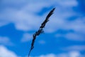 View of a lone ear in the middle of a mown meadow Royalty Free Stock Photo