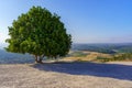 Lone tree, countryside and rolling hills in the Shephelah region Royalty Free Stock Photo