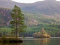 the view of a lone tree in front of a mountain range Royalty Free Stock Photo