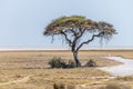 A view of a lone tree in front of the Salt Pans in the Etosha National Park in Namibia