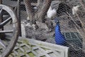 Lonely caged male peacock and a wheel