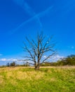 View of lonely dry lifeless tree at blue sky