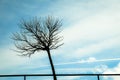 Lonely leafless tree view. Royalty Free Stock Photo