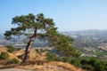 The view of the lonely pine on a hill.  Limassol district. Cyprus Royalty Free Stock Photo