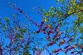 Long slender tree branch covered with tiny purple flowers with a blue sky background Royalty Free Stock Photo