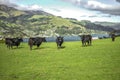 Akaroa cows Royalty Free Stock Photo