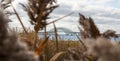 View looking though the weeds and beach grass at the Great South Bay Bridges