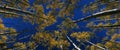 View looking up at autumn aspen trees, CO