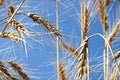 View looking up at a blue sky through barley heads Royalty Free Stock Photo