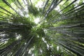 Thin green tall converging bamboo Royalty Free Stock Photo