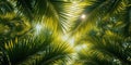 Tropical Foliage Delight A Canopy of Palm Leaves Creating a Dappled Light Effect, Evoking a Sense of Tropical Escape. Royalty Free Stock Photo