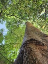 View looking up into lush green branches of large tree Royalty Free Stock Photo