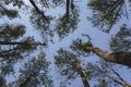 View looking up into lush green branches of large tree and tall green tree in spring Royalty Free Stock Photo