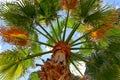 Looking up a palm tree in Palm Springs, California. Royalty Free Stock Photo