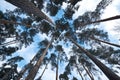 View looking up at pine and beech trees in middle of forest Royalty Free Stock Photo