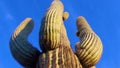 A view looking up a Saguaro cactus carnegia gigantia from its base. Arizona cacti