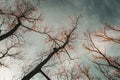 view looking up at several bare trees against a cloudy sky creating a network of branches abstract background Royalty Free Stock Photo