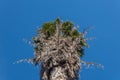 View looking up at the top of a Washingtonia fan palm tree against a bright blue sky Royalty Free Stock Photo