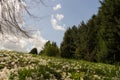 View looking upwards a hill with fallen blossom on the grass