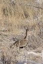 View of Lophotis ruficrista bird Royalty Free Stock Photo