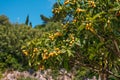 View of loquat Eriobotrya japonica tree branches with ripe yellow fruits Royalty Free Stock Photo