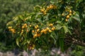 View of loquat Eriobotrya japonica tree branches Royalty Free Stock Photo