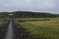 the view of the lost lake overgrown by wild plants