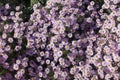 View of lots of pink flowers of Symphyotrichum dumosum