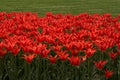 View of lots of tulips under trees in a big garden in Istanbul Tulip Festival