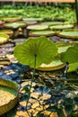 VIew of a lotus leaf growing in a pond with water as background Royalty Free Stock Photo