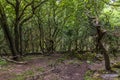 A view of the lower stage of the wood on the sides of Bamford Edge, UK Royalty Free Stock Photo