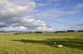 Scottish Lowland Landscape with Sheep Royalty Free Stock Photo