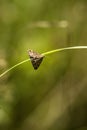 View of a loxostege sticticalis on a plant against a blurred background