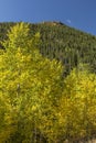 Golden Aspens below Lumpy Ridge Royalty Free Stock Photo