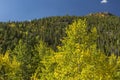 Lumpy Ridge Aspens Royalty Free Stock Photo