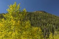 Lumpy Ridge Peak and Golden Aspen Trees