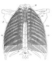 The view of lungs and respiratory organs from the back in the old book the Human Anatomy Basics, by A. Pansha, 1887, St.