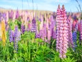 View of Lupin Flower Field near Lake Tekapo Landscape, New Zealand. Various, Colorful Lupin Flowers in full bloom with background Royalty Free Stock Photo