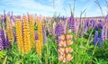 View of Lupin Flower Field near Lake Tekapo Landscape, New Zealand. Various, Colorful Lupin Flowers in full bloom with background