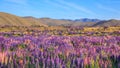 View Of Lupin Flower Field Near Lake Tekapo Landscape, New Zealand. Various, Colorful Lupin Flowers In Full Bloom