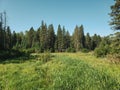 View of lush forest and grass on the Hickey Lake hiking trail in Duck Mountain Provincial Park, Manitoba, Canada Royalty Free Stock Photo