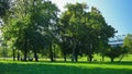 View of lush green foliage of trees with afternoon sun. Summer background, UHD, 4K