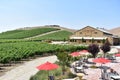 View of a lush green vineyard in rolling hills at an upscale winery in Paso Robles, California Royalty Free Stock Photo