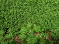 View of lush peanut plants