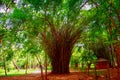 View of the lush thick and green bamboo groves in the garden creates a magical background