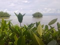 View of the lush vegetation and mangroves of San Andres Island. Royalty Free Stock Photo