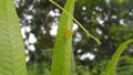 View of Lynx spider (oxyopidae) on green leaf Royalty Free Stock Photo