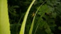 View of Lynx spider (oxyopidae) on green leaf Royalty Free Stock Photo