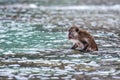 Macacus swimming for food from tourist in Monkey Beach, Phi Phi Island, Thailand.