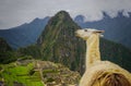 Llama in the city of Machu Picchu Royalty Free Stock Photo
